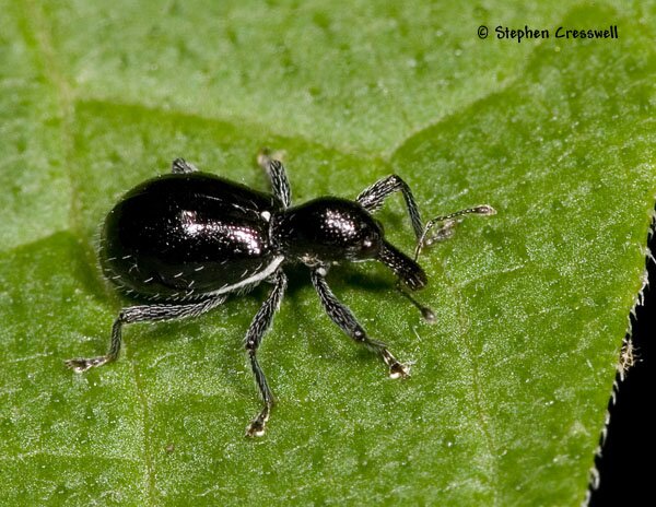 Myrmex sp., Ant-like Weevil photo
